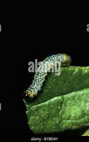 Attēlu rezultāti vaicājumam “Nematus ribesii larva”