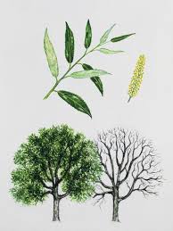 Attēlu rezultāti vaicājumam “Salix daphnoides leaf”