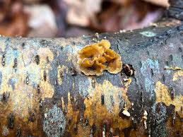 Attēlu rezultāti vaicājumam “Plicaturopsis crispa”