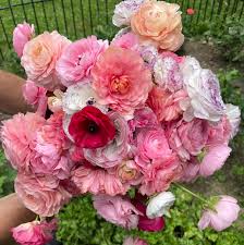 Attēlu rezultāti vaicājumam “Ranunculus mendax”