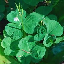 Attēlu rezultāti vaicājumam “Oxalidaceae”