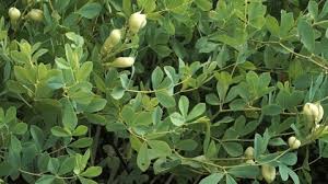 Attēlu rezultāti vaicājumam “Leguminosae”