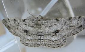 Attēlu rezultāti vaicājumam “Hypomecis roboraria”