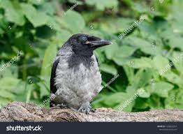 Attēlu rezultāti vaicājumam “Corvus cornix juvenile”