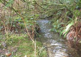 Attēlu rezultāti vaicājumam “Sphagnum squarrosum sporophyte”