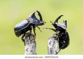 Attēlu rezultāti vaicājumam “Oryctes nasicornis”