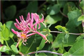 Attēlu rezultāti vaicājumam “Lonicera tatarica flower”