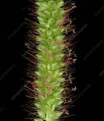 Attēlu rezultāti vaicājumam “Setaria glauca”