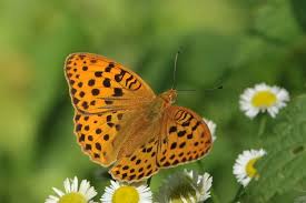 Attēlu rezultāti vaicājumam “Argynnis laodice female”