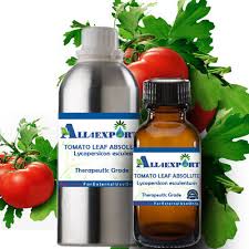 Attēlu rezultāti vaicājumam “Lycopersicon esculentum leaf”