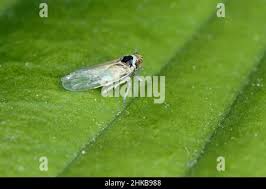 Attēlu rezultāti vaicājumam “Javesella pellucida”