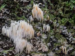 Attēlu rezultāti vaicājumam “Mucronella bresadolae”