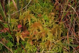 Attēlu rezultāti vaicājumam “Sphagnum fallax”