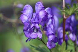 Attēlu rezultāti vaicājumam “Aconitum napellus flower”