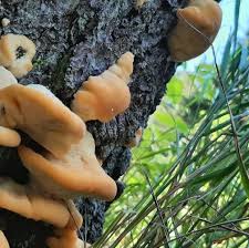 Attēlu rezultāti vaicājumam “Postia ptychogaster”