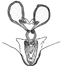Attēlu rezultāti vaicājumam “Neottiura bimaculata female”