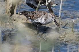 Attēlu rezultāti vaicājumam “Calidris alpina”