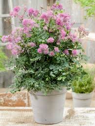 Attēlu rezultāti vaicājumam “Thalictrum aquilegifolium leaf”