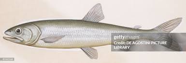 Image result for Osmerus eperlanus