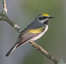 Image result for Vermivora chrysoptera