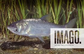 Image result for Hypophthalmichthys molitrix