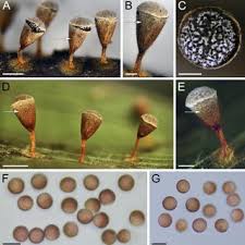 Attēlu rezultāti vaicājumam “Craterium minutum stalked”