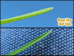 Attēlu rezultāti vaicājumam “Poa remota leaf”