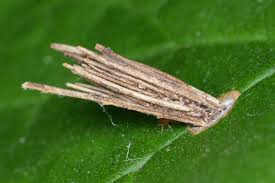 Attēlu rezultāti vaicājumam “Psychidae”