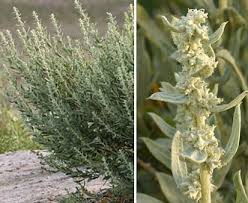 Attēlu rezultāti vaicājumam “Atriplex calotheca flower”
