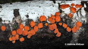 Attēlu rezultāti vaicājumam “Peniophora rufa”