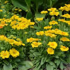 Image result for Gaillardia