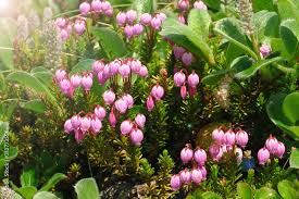 Attēlu rezultāti vaicājumam “Empetrum nigrum flower”