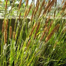 Attēlu rezultāti vaicājumam “Carex acuta leaf”