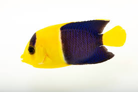 Attēlu rezultāti vaicājumam “Tritomegas bicolor imago”