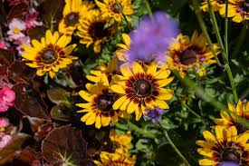 Image result for Rudbeckia Paradisio