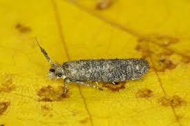 Attēlu rezultāti vaicājumam “Ypsolophidae”