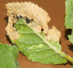 Attēlu rezultāti vaicājumam “Lyonetia prunifoliella”