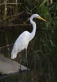 Attēlu rezultāti vaicājumam “Egretta alba adult”