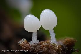 Attēlu rezultāti vaicājumam “Hemitrichia sp.”