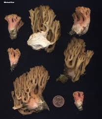 Attēlu rezultāti vaicājumam “Ramaria formosa”