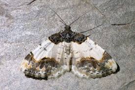 Attēlu rezultāti vaicājumam “Ligdia adustata”