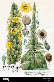 Attēlu rezultāti vaicājumam “Verbascum thapsus fruit”