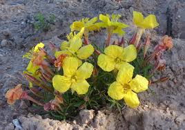 Attēlu rezultāti vaicājumam “Oenothera rubricauli”