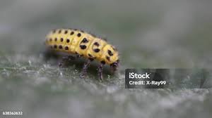 Attēlu rezultāti vaicājumam “Psyllobora vigintiduopunctata larva”