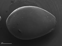 Attēlu rezultāti vaicājumam “Nuphar lutea fruit”