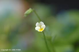 Attēlu rezultāti vaicājumam “Viola arvensis leaf”
