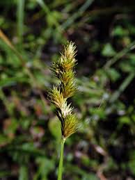 Attēlu rezultāti vaicājumam “Carex loliacea fruit”