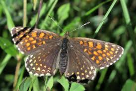 Attēlu rezultāti vaicājumam “Melitaea diamina underside”