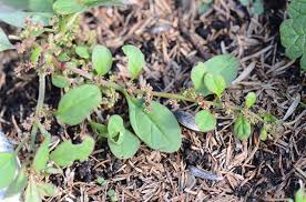 Attēlu rezultāti vaicājumam “Chenopodium polyspermum var. acutifolium flower”