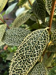 Attēlu rezultāti vaicājumam “Forsythia viridissima”